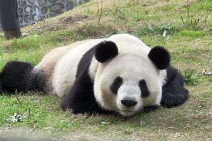 Dall’aula di Lanzhou al panda Hi‑Mo: la storia della LONGi Solar, l’azienda cinese che protegge i panda Qinling