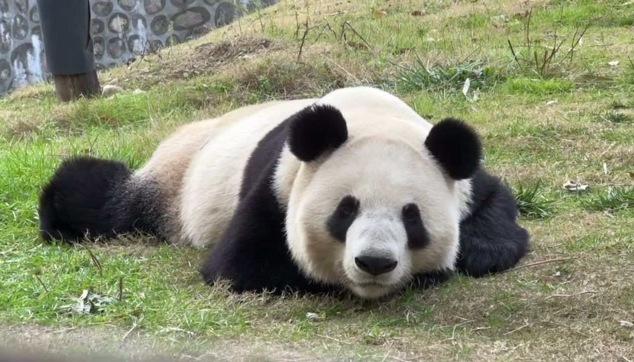Dall’aula di Lanzhou al panda Hi‑Mo: la storia della LONGi Solar, l’azienda cinese che protegge i panda Qinling