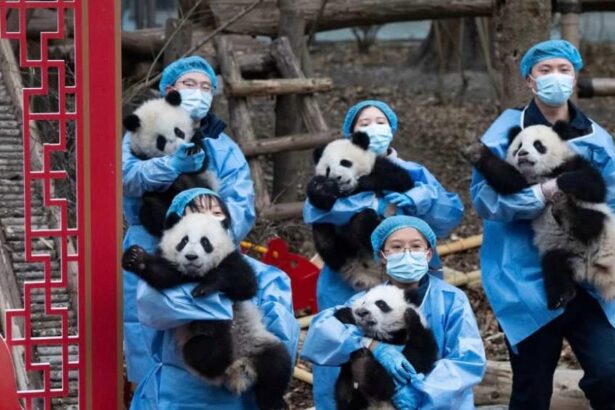 Festa di Primavera in Cina, 30 cuccioli di panda nati nel 2025 debuttano in pubblico
