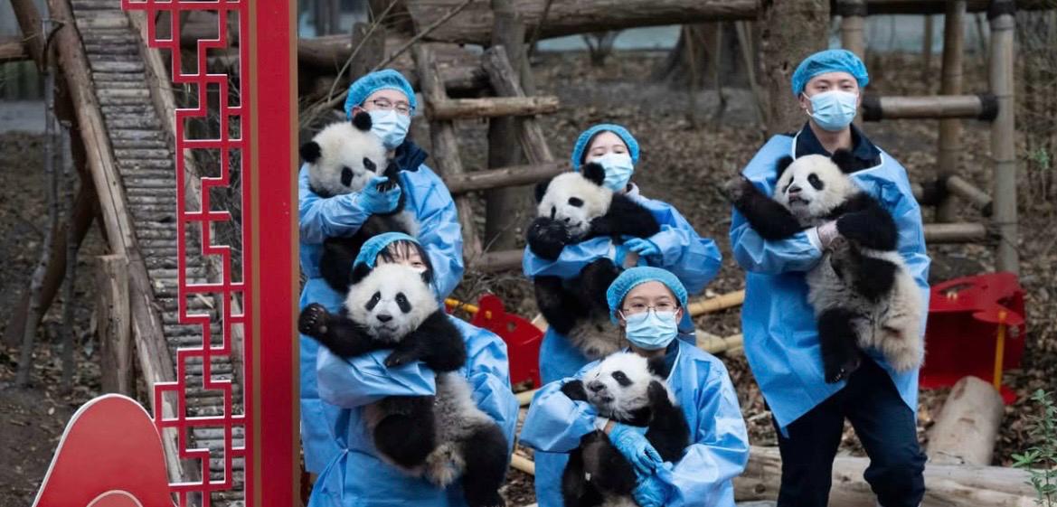 Festa di Primavera in Cina, 30 cuccioli di panda nati nel 2025 debuttano in pubblico