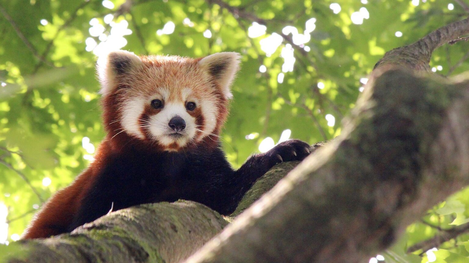 I panda rossi sono protagonisti del Capodanno cinese nel Parco forestale: l'evento