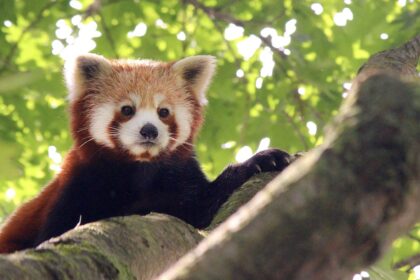 I panda rossi sono protagonisti del Capodanno cinese nel Parco forestale: l'evento