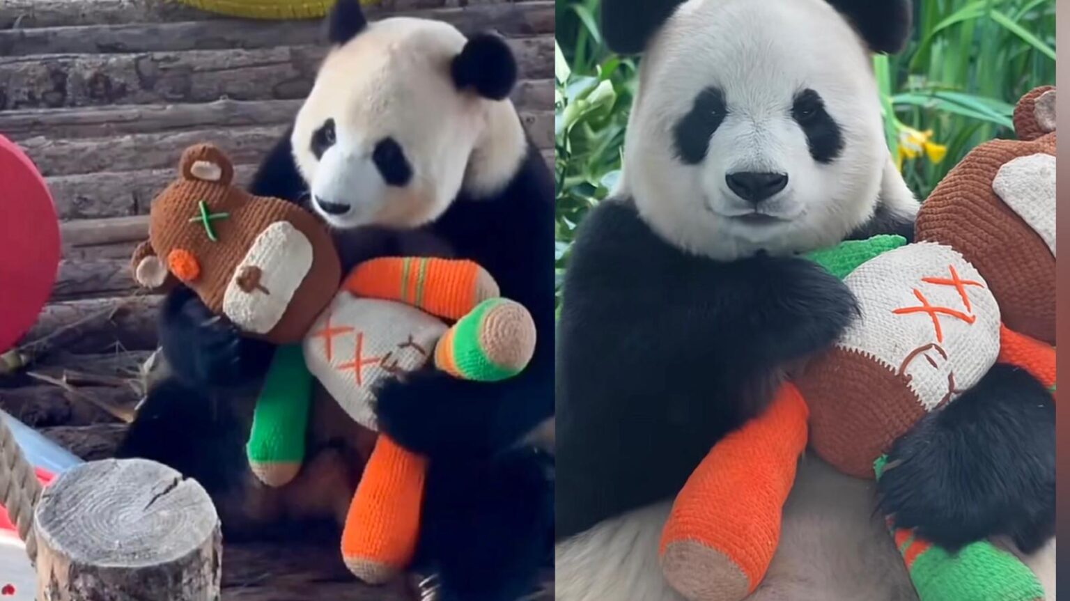 L'importanza dei pupazzi per i panda giganti: perché i “giochi” sono una cosa seria (benessere, stress e conservazione)