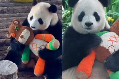 L'importanza dei pupazzi per i panda giganti: perché i “giochi” sono una cosa seria (benessere, stress e conservazione)