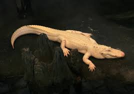 Morto Claude, il coccodrillo albino ambasciatore della biodiversità che ha incantato milioni di visitatori