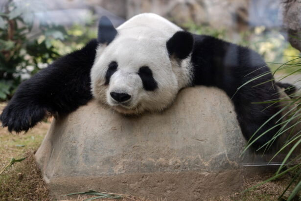 Morto il panda An An: il più longevo al mondo muore a 35 anni all'Ocean Park di Hong Kong