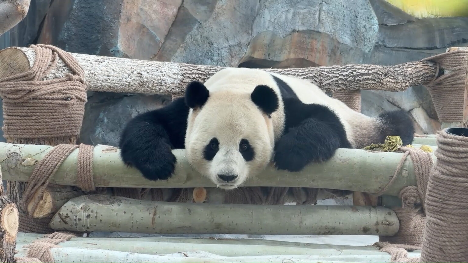 Panda giganti Baoyuan e Derui debuttano in pubblico a Urumqi per il Capodanno cinese