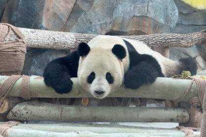 Panda giganti Baoyuan e Derui debuttano in pubblico a Urumqi per il Capodanno cinese