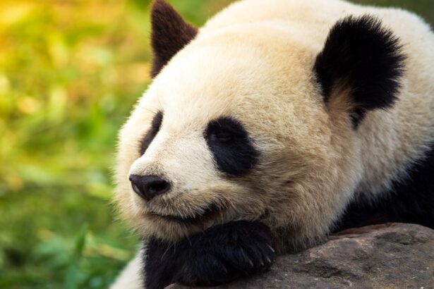 Perché i panda hanno le macchie bianche e nere? La motivazione e le curiosità sulla specie protetta