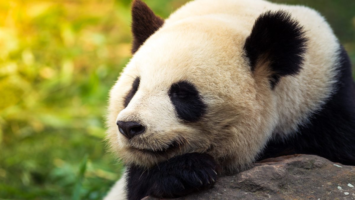 Perché i panda hanno le macchie bianche e nere? La motivazione e le curiosità sulla specie protetta