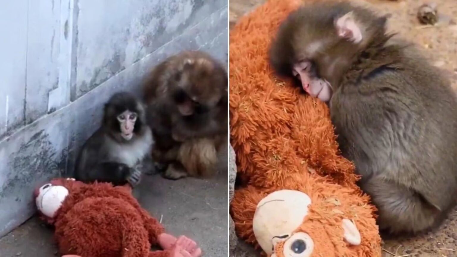 Punch, il macaco abbandonato che non lascia mai il suo peluche: la storia che commuove il web