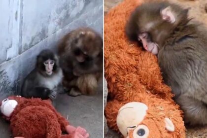 Punch, il macaco abbandonato che non lascia mai il suo peluche: la storia che commuove il web