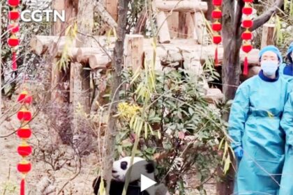 Sette cuccioli di panda debuttano a Chengdu: il Centro cinese celebra lo Spring Festival