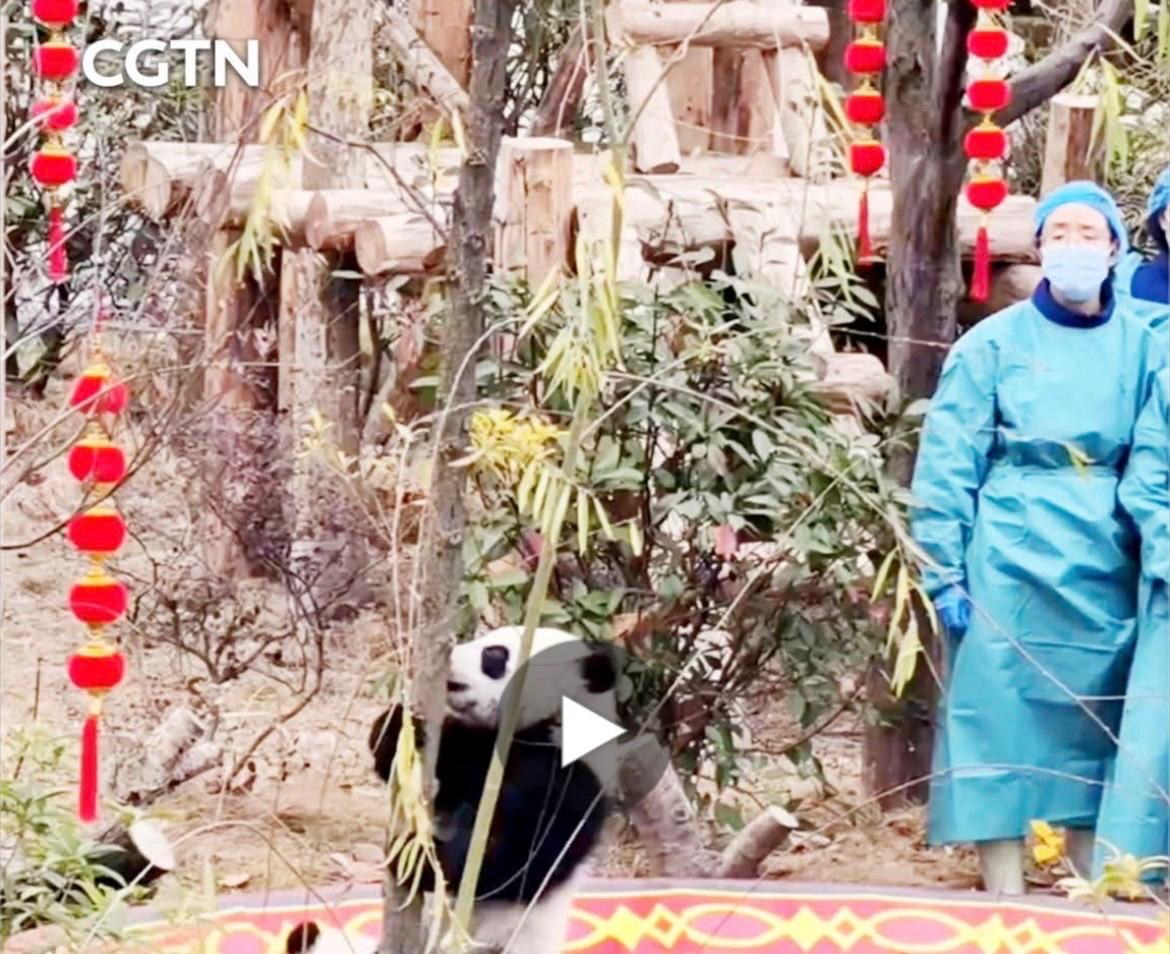 Sette cuccioli di panda debuttano a Chengdu: il Centro cinese celebra lo Spring Festival