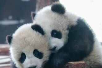 Shanghai, Festa di Primavera 2026: gemelli di panda gigante debuttano in pubblico