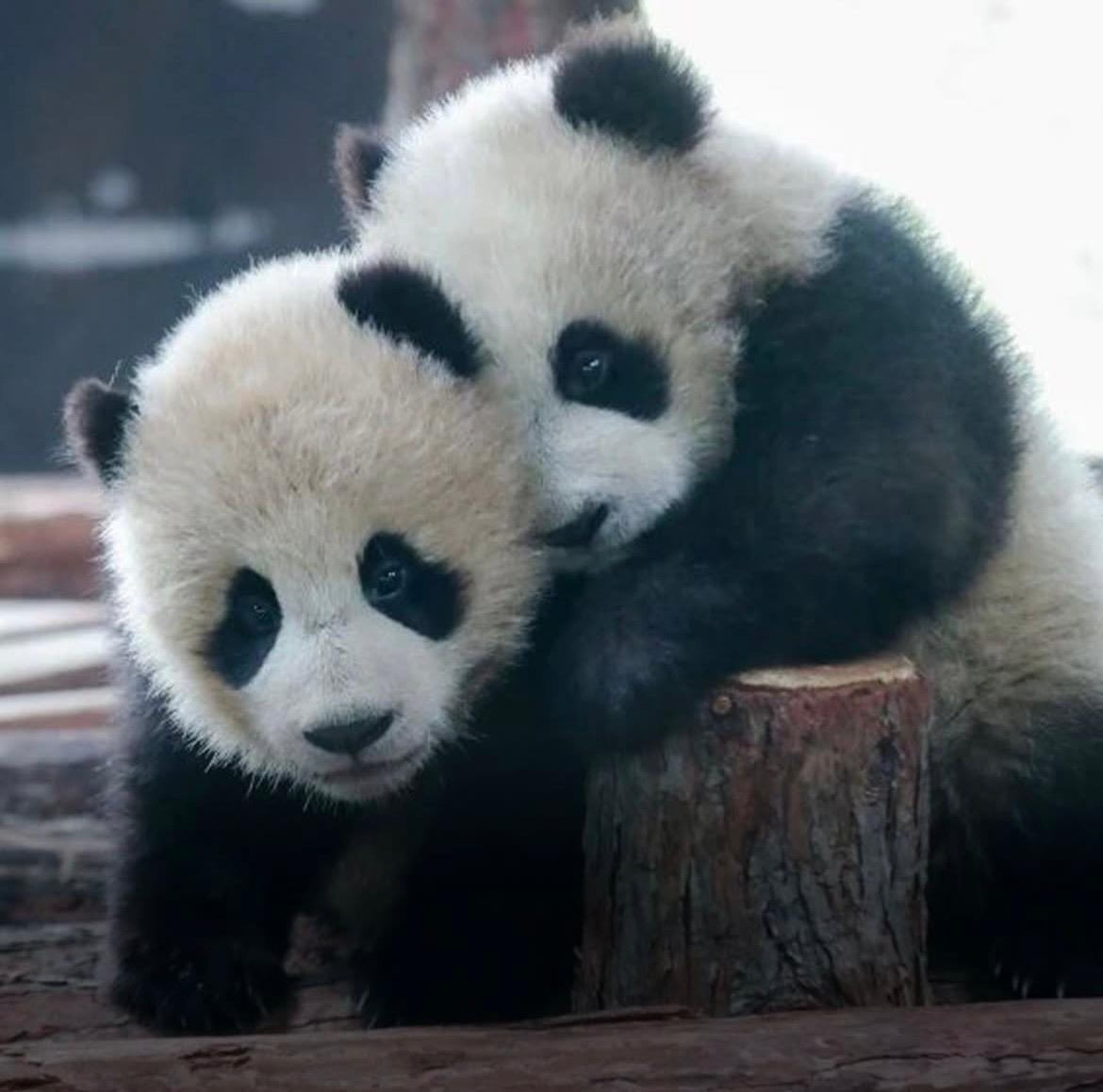 Shanghai, Festa di Primavera 2026: gemelli di panda gigante debuttano in pubblico