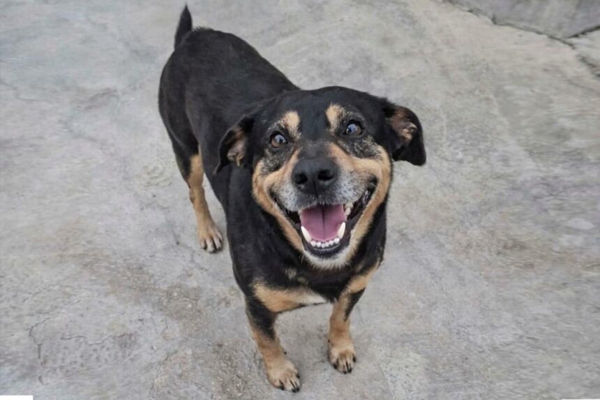 Si frattura il femore e il cane Diego lo rincorre l'ambulanza per accompagnarlo in ospedale: la fedeltà incredibile che ha commosso l'Italia