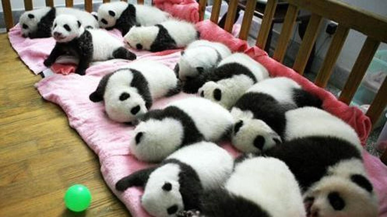 Asilo dei panda giganti, il paradiso dei cuccioli a Chengdu: perché è fondamentale e a cosa serve