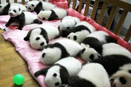 Asilo dei panda giganti, il paradiso dei cuccioli a Chengdu: perché è fondamentale e a cosa serve