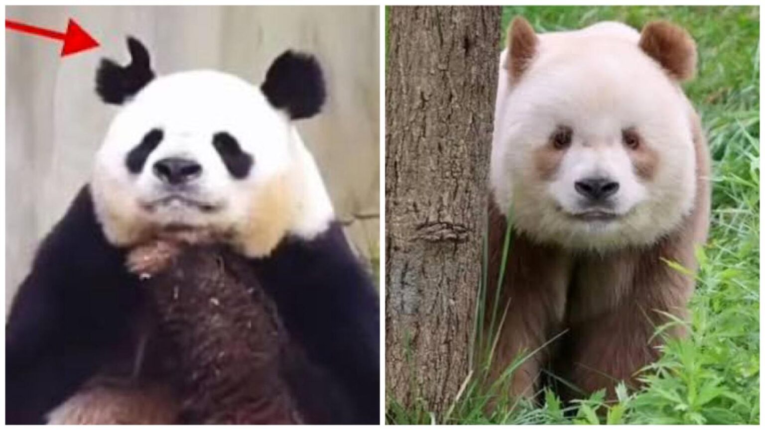 Il litigio tra Abao e Qi Zai: cosa è successo davvero tra i due panda?