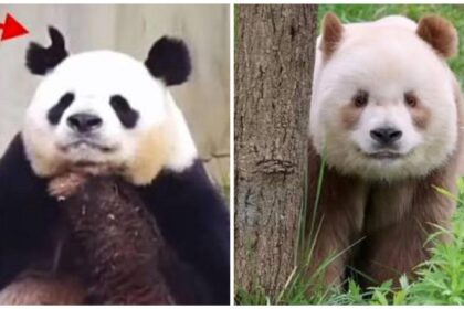 Il litigio tra Abao e Qi Zai: cosa è successo davvero tra i due panda?