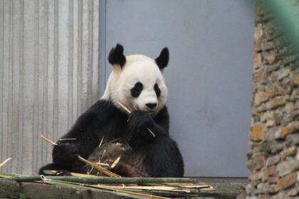 Il panda Duo Duo è tornato in Cina a marzo 2026: le motivazioni
