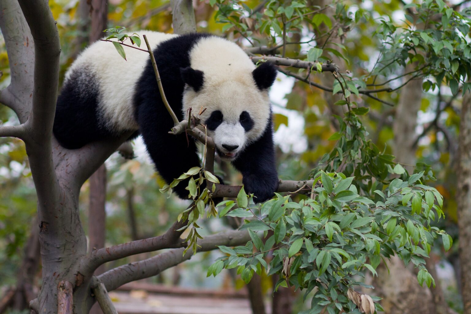 Il panda gigante è l'animale più sottovalutato al mondo: impariamo ad andare oltre i pregiudizi