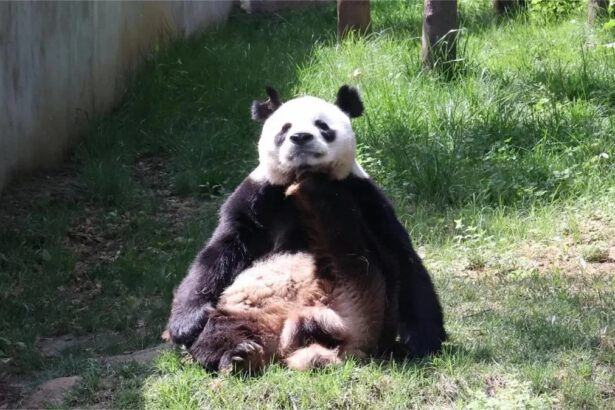 Lou A Bao, il panda “dalle orecchie a V”: storia, curiosità e amicizia con Qi Zai