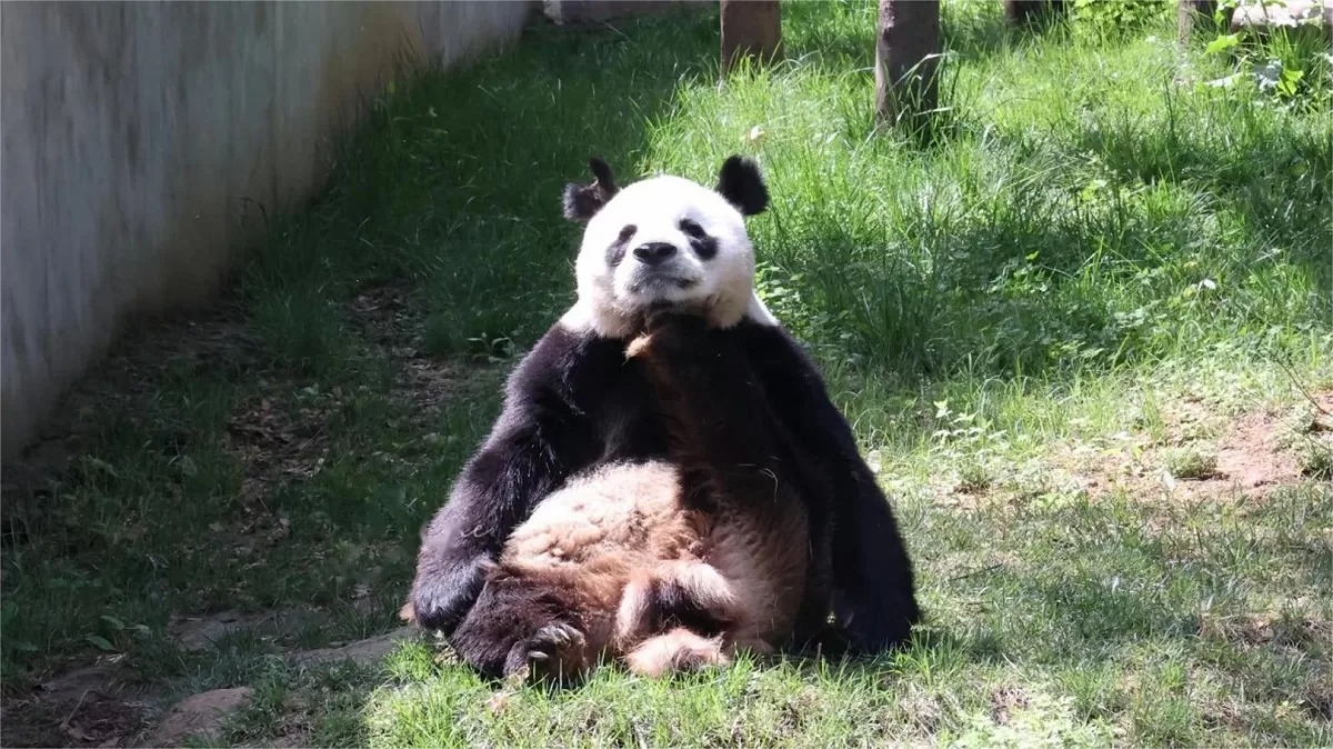 Lou A Bao, il panda “dalle orecchie a V”: storia, curiosità e amicizia con Qi Zai