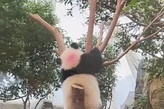 Macchie rosa sul dorso del panda gigante la verità scientifica (FOTO)