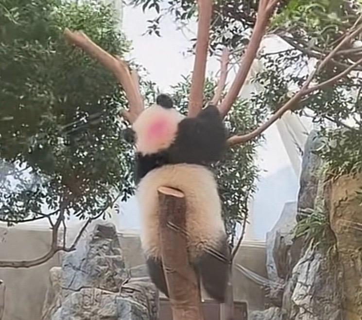 Macchie rosa sul dorso del panda gigante la verità scientifica (FOTO)