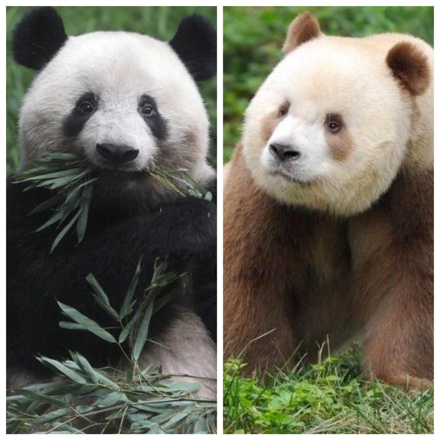 Panda Sichuan vs panda Qinling: le differenze genetiche, fisiche e di habitat che devi conoscere