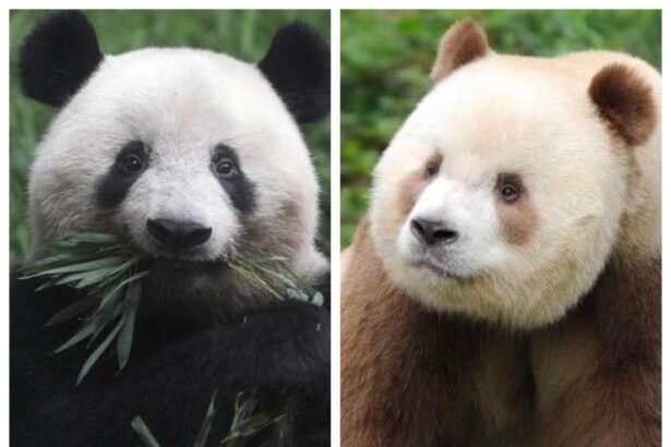 Panda Sichuan vs panda Qinling: le differenze genetiche, fisiche e di habitat che devi conoscere