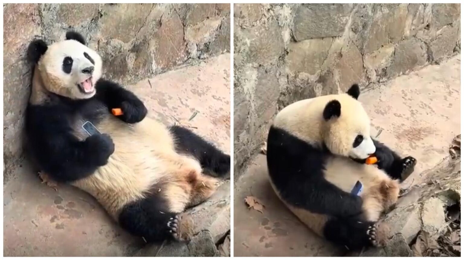 Panda gigante ruba cellulare ad un turista: il VIDEO è virale sui social