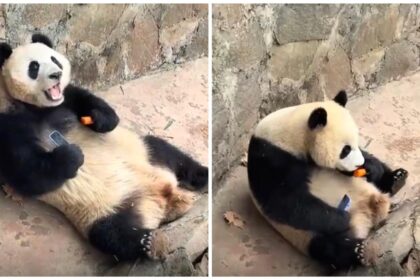 Panda gigante ruba cellulare ad un turista: il VIDEO è virale sui social