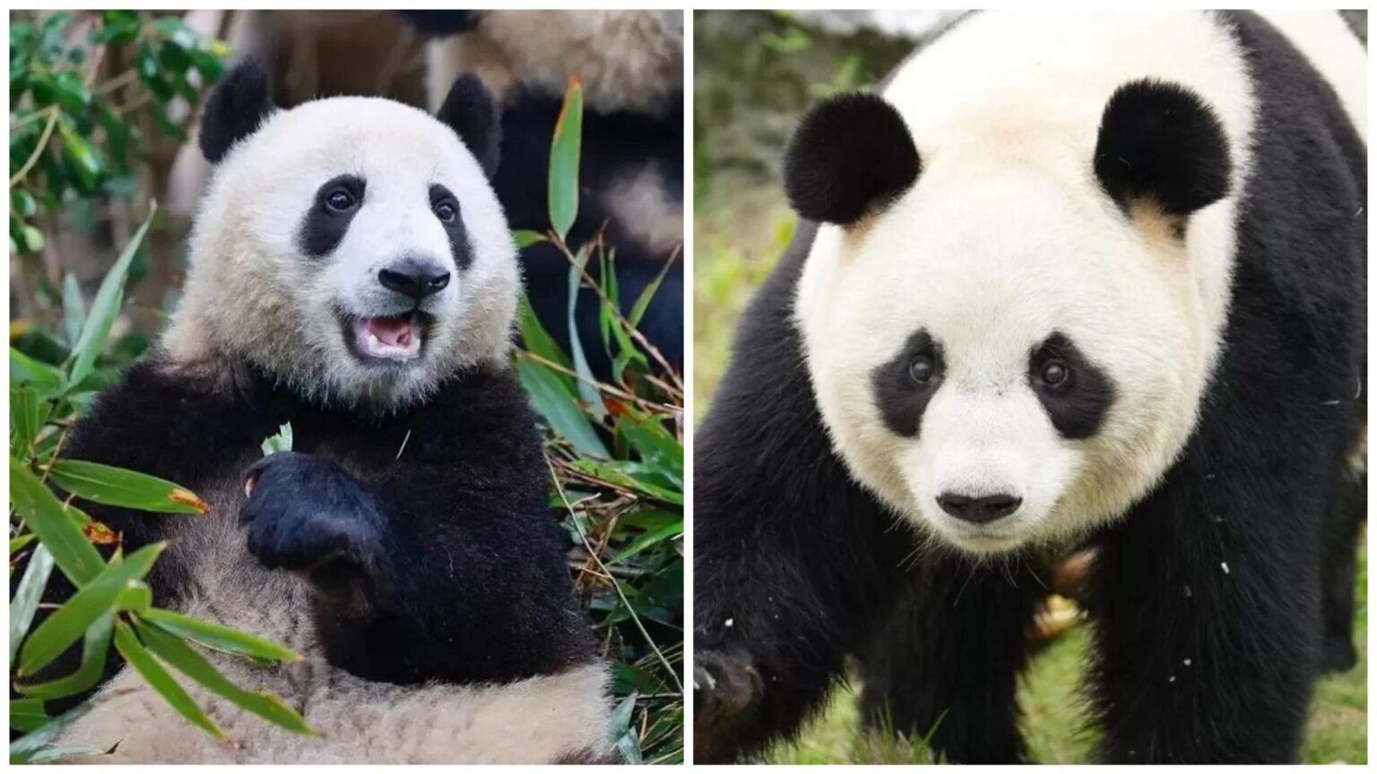 Panda giganti Ban Ban e Xiang Guo morti a Hangzhou: cause ufficiali, indagine e stop alle mostre