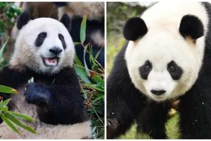 Panda giganti Ban Ban e Xiang Guo morti a Hangzhou: cause ufficiali, indagine e stop alle mostre