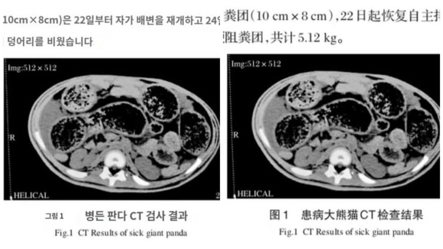 Panda giganti morti per ostruzione intestinale: i dati che emergono
