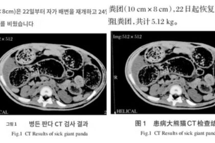 Panda giganti morti per ostruzione intestinale: i dati che emergono