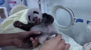 Perché i keeper danno dei colpetti ai cuccioli di panda? Le motivazioni