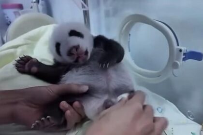 Perché i keeper danno dei colpetti ai cuccioli di panda? Le motivazioni