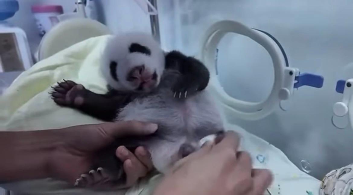 Perché i keeper danno dei colpetti ai cuccioli di panda? Le motivazioni