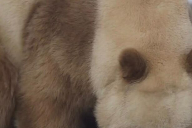 Perché i keeper danno il latte ai panda giganti adulti? Le motivazioni