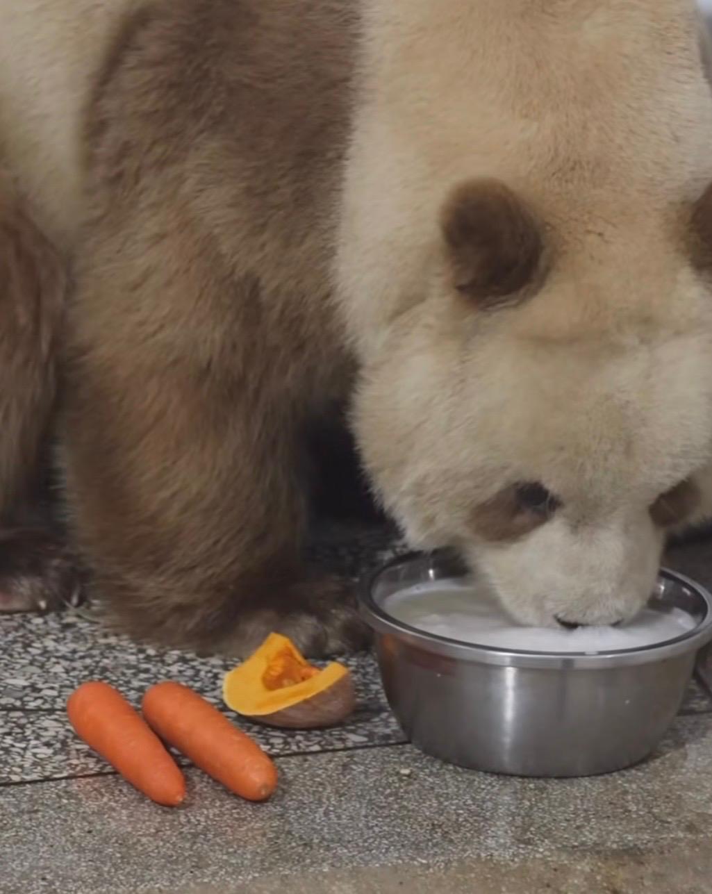 Perché i keeper danno il latte ai panda giganti adulti? Le motivazioni