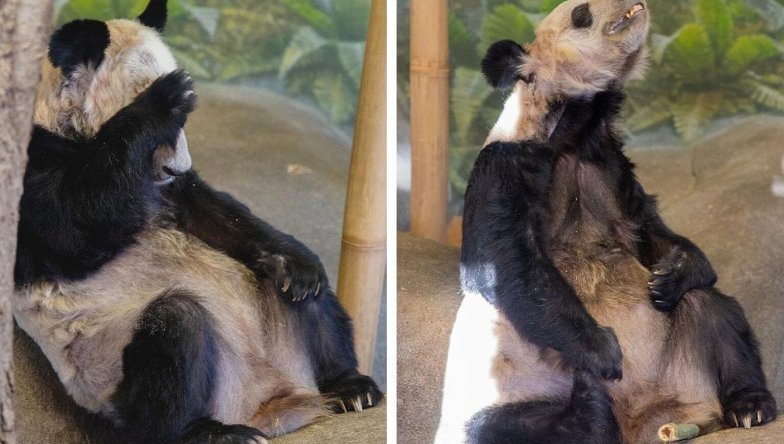 Ya-Ya-panda-le-condizioni-di-salute-oggi-il-trasferimento-in-Cina-e-le-cure-immediate