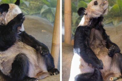 Ya-Ya-panda-le-condizioni-di-salute-oggi-il-trasferimento-in-Cina-e-le-cure-immediate