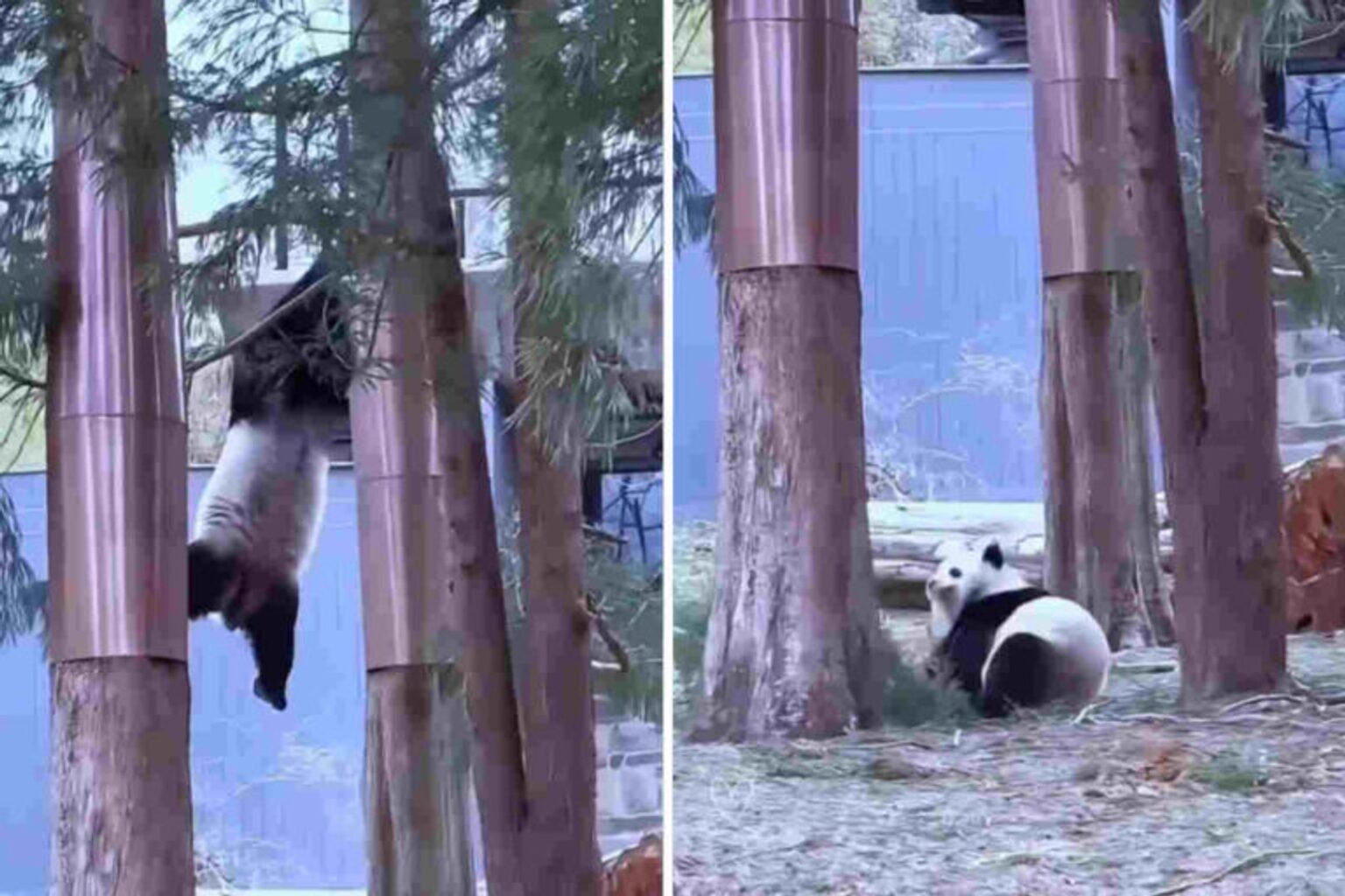 Cadute dei panda giganti si fanno male davvero? La verità spiegata in pochi passi