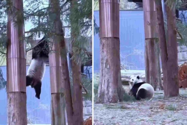 Cadute dei panda giganti si fanno male davvero? La verità spiegata in pochi passi