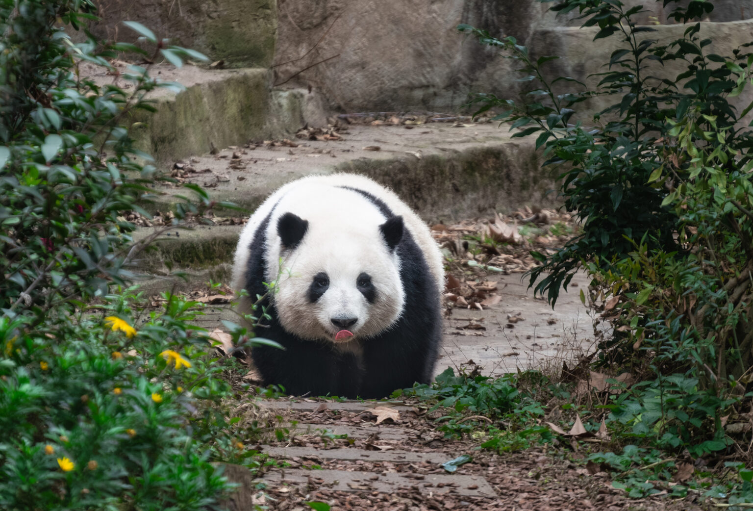 Cina, 7 regole base per visitare i panda giganti: cos'è vietato per proteggere la specie protetta