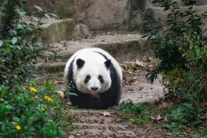 Cina, 7 regole base per visitare i panda giganti: cos'è vietato per proteggere la specie protetta